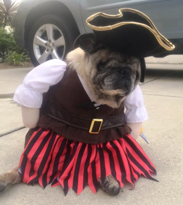 /images/uploads/pug nation rescue of los angeles/2018pugnation/entries/6088thumb.jpg
